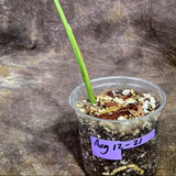 Monstera Borsigiana Aurea Variegated (Aug-12-21)