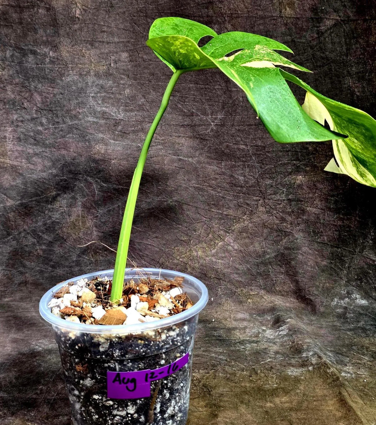 Monstera Borsigiana Aurea Variegated (Aug-12-16)