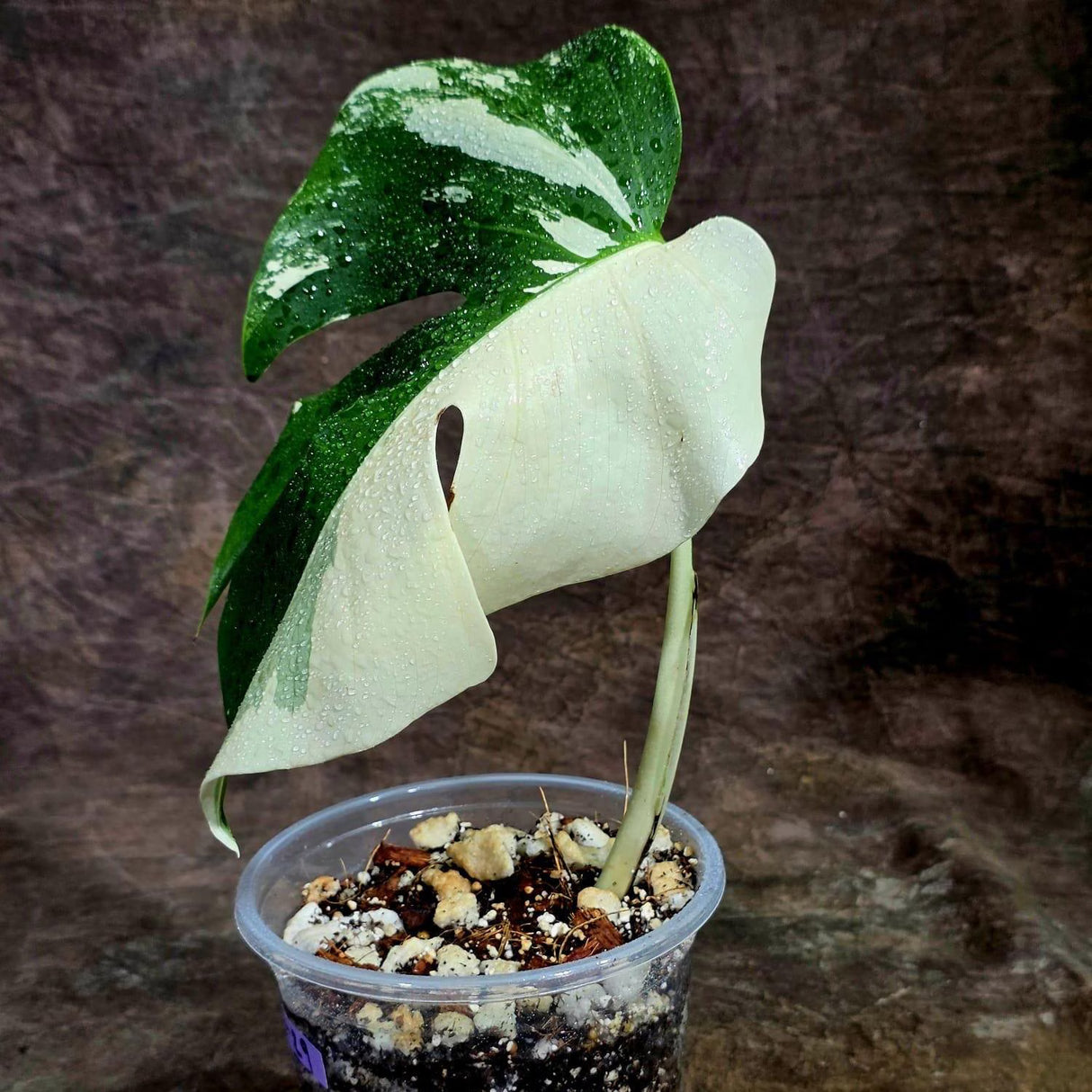 Variegated Monstera Albo Live Plant - Half-Moon Leaf (Aug-12-29)