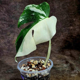 Variegated Monstera Albo Live Plant - Half-Moon Leaf (Aug-12-29)