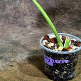 Variegated Monstera Albo Live Plant - Single Leaf Plant (Aug-12-26)