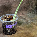 Variegated Monstera Albo Live Plant - Single Leaf Plant (Aug-12-25)