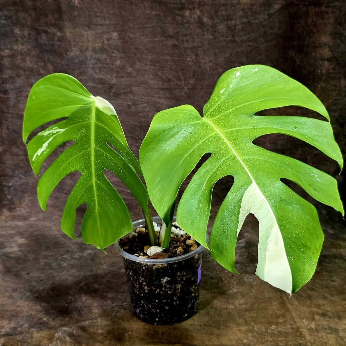 Variegated Monstera Albo - White Albo Borsigiana (Aug-12-24)