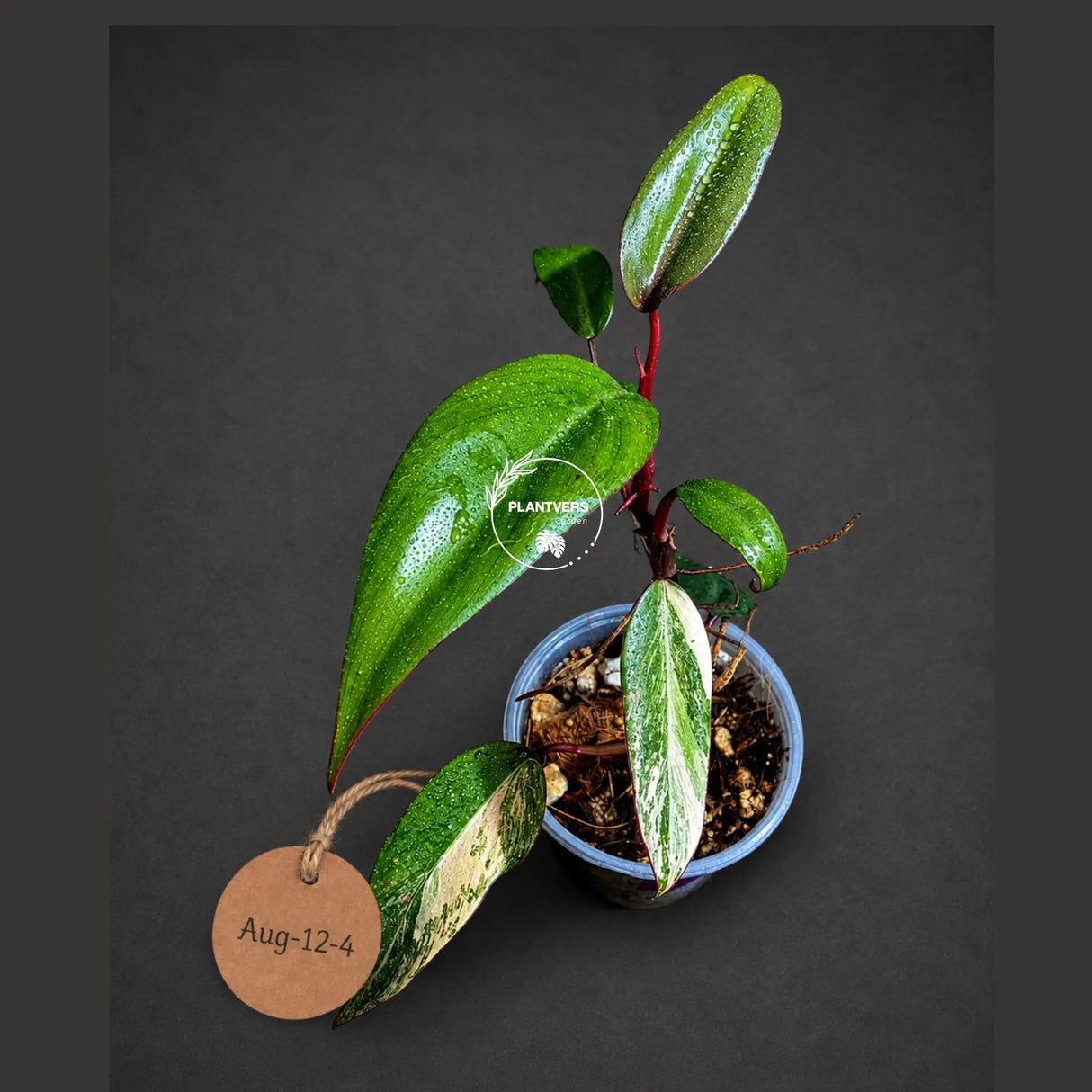 Rare Philodendron Strawberry Shake Variegated (Aug-12-4)