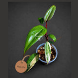 Rare Philodendron Strawberry Shake Variegated (Aug-12-4)