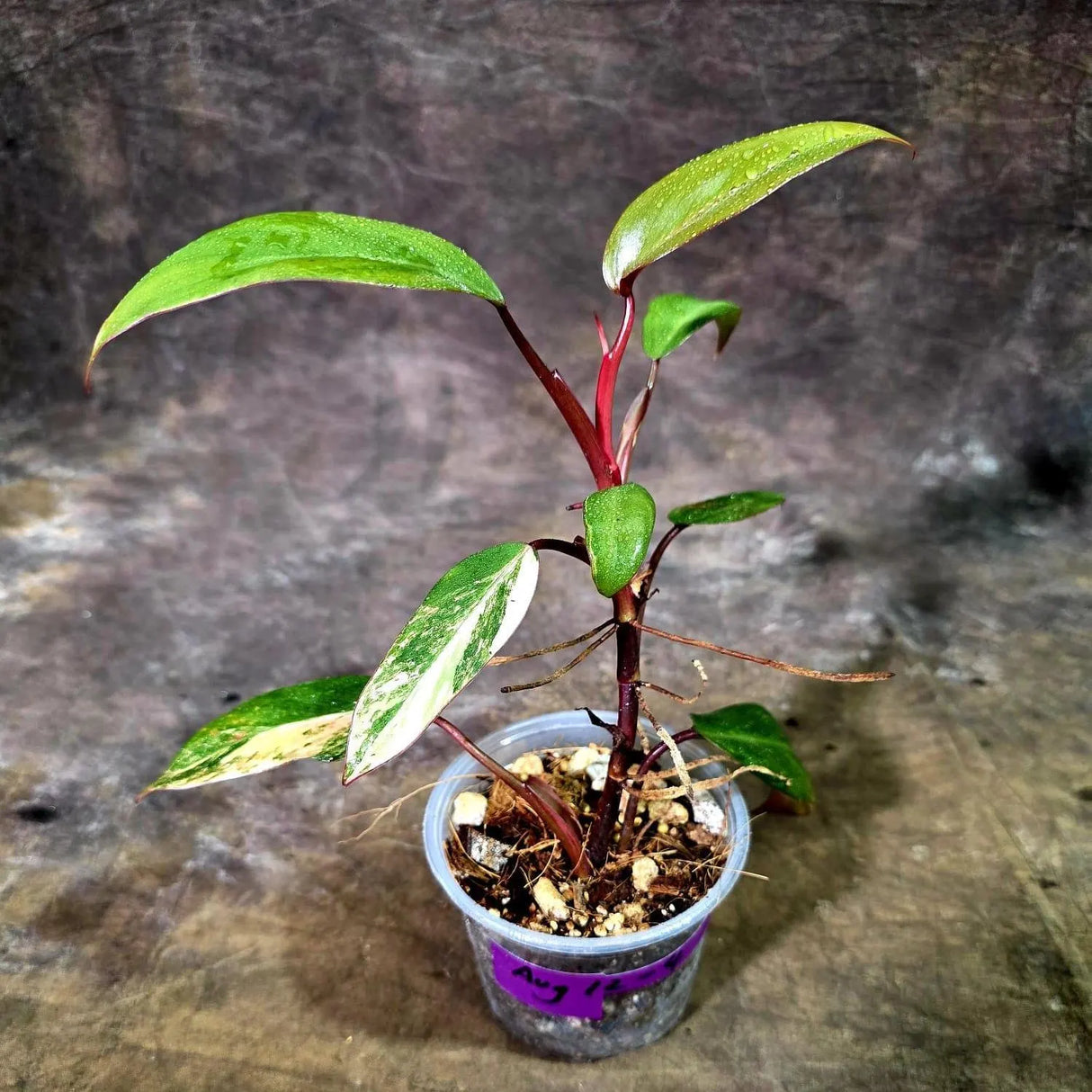 Rare Philodendron Strawberry Shake Variegated (Aug-12-4)