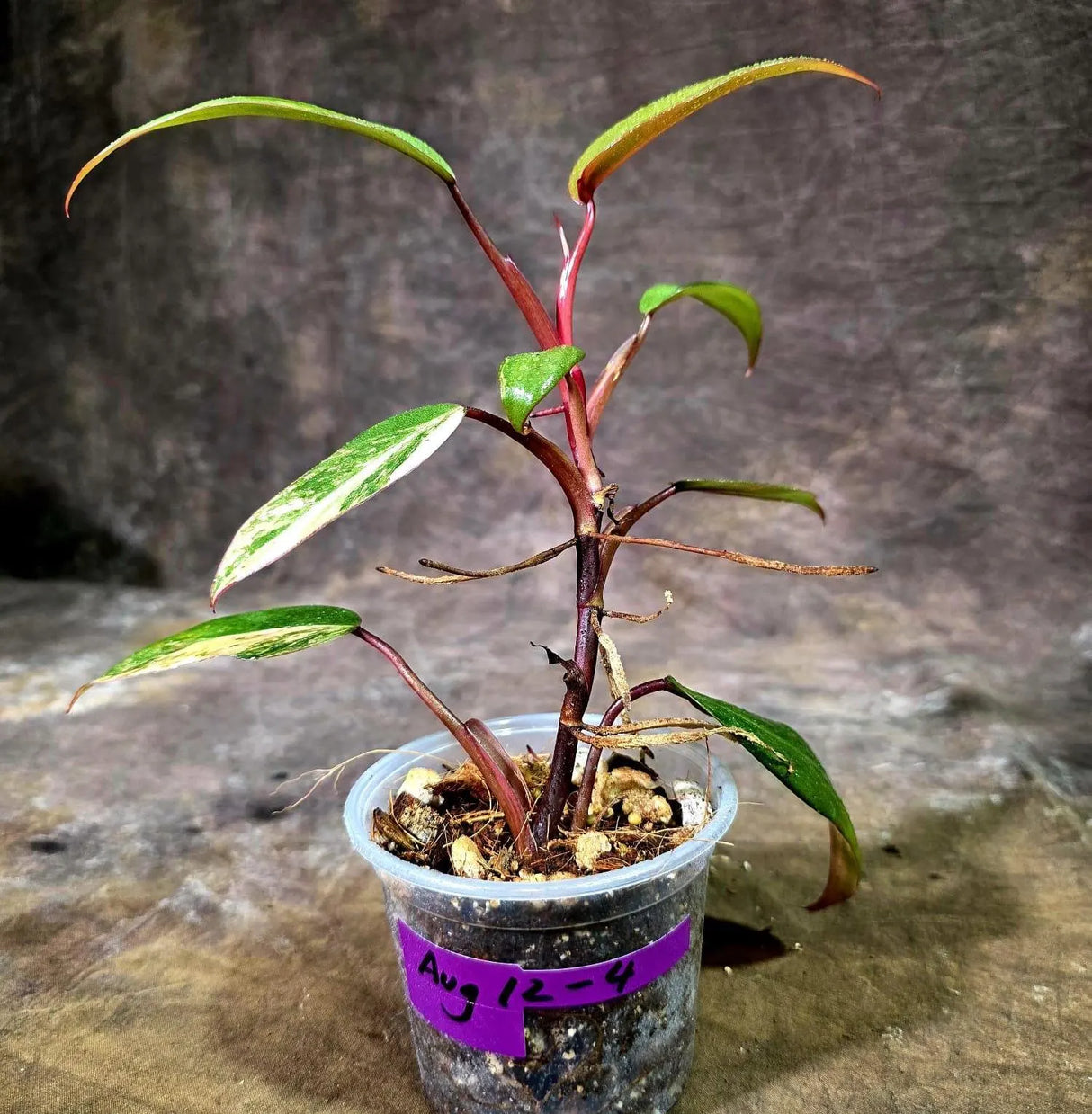 Rare Philodendron Strawberry Shake Variegated (Aug-12-4)