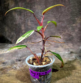 Rare Philodendron Strawberry Shake Variegated (Aug-12-4)