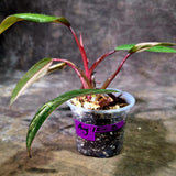 Rare Philodendron Strawberry Shake Variegated (Aug-12-8)