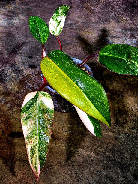 Rare Philodendron Strawberry Shake Variegated (Aug-12-8)