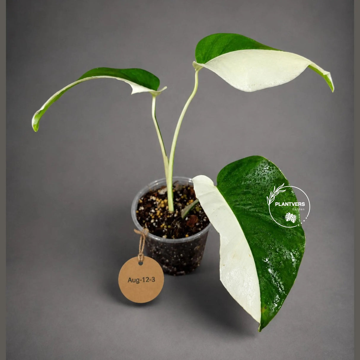 Variegated Monstera Albo Live Plant - Half-Moon Leaf (Aug-12-3)