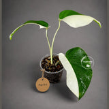 Variegated Monstera Albo Live Plant - Half-Moon Leaf (Aug-12-3)