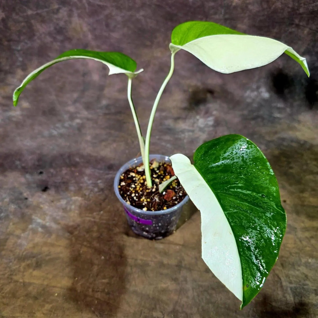 Variegated Monstera Albo Live Plant - Half-Moon Leaf (Aug-12-3)