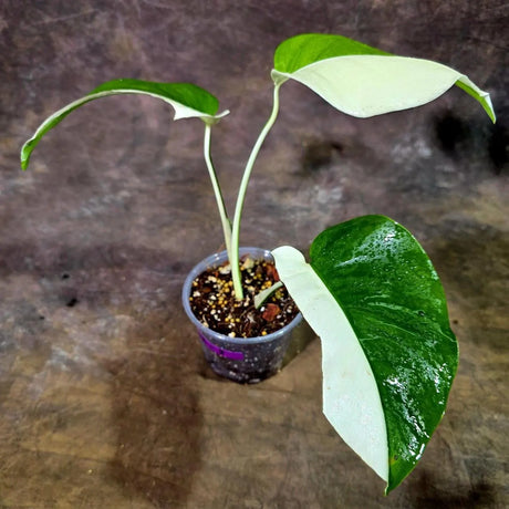 Variegated Monstera Albo Live Plant - Half-Moon Leaf (Aug-12-3)