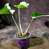 Variegated Monstera Albo Live Plant - Half-Moon Leaf (Aug-12-3)