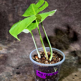 Variegated Monstera Albo - White Albo Borsigiana (Aug-12-7)