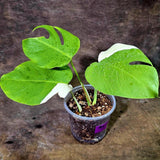 Variegated Monstera Albo - White Albo Borsigiana (Aug-12-7)