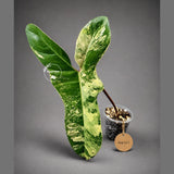 Variegated Philodendron Florida Beauty x Billietiae (Aug-12-1-ER)