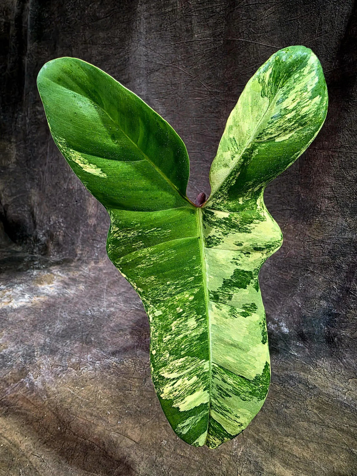 Variegated Philodendron Florida Beauty x Billietiae (Aug-12-1-ER)