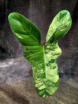 Variegated Philodendron Florida Beauty x Billietiae (Aug-12-1-ER)