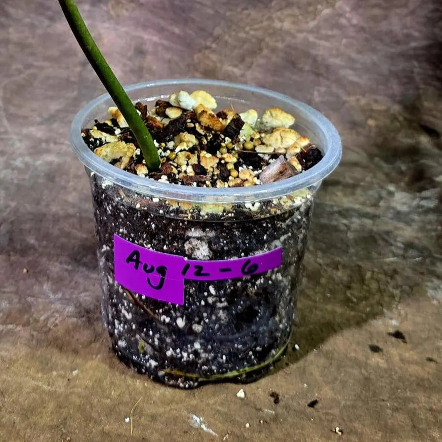 Variegated Philodendron Florida Beauty x Billietiae (Aug-12-6-ER)
