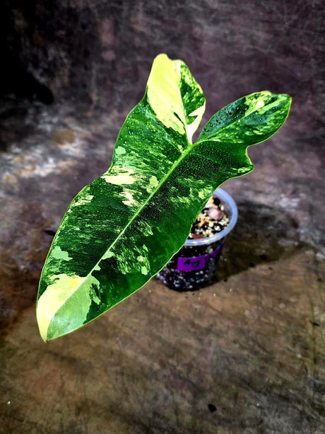 Variegated Philodendron Florida Beauty x Billietiae (Aug-12-6-ER)