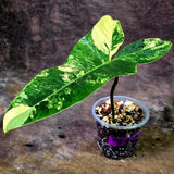 Variegated Philodendron Florida Beauty x Billietiae (Aug-12-6-ER)