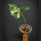 Variegated Philodendron Bipennifolium “Violin” (Aug-12-10)