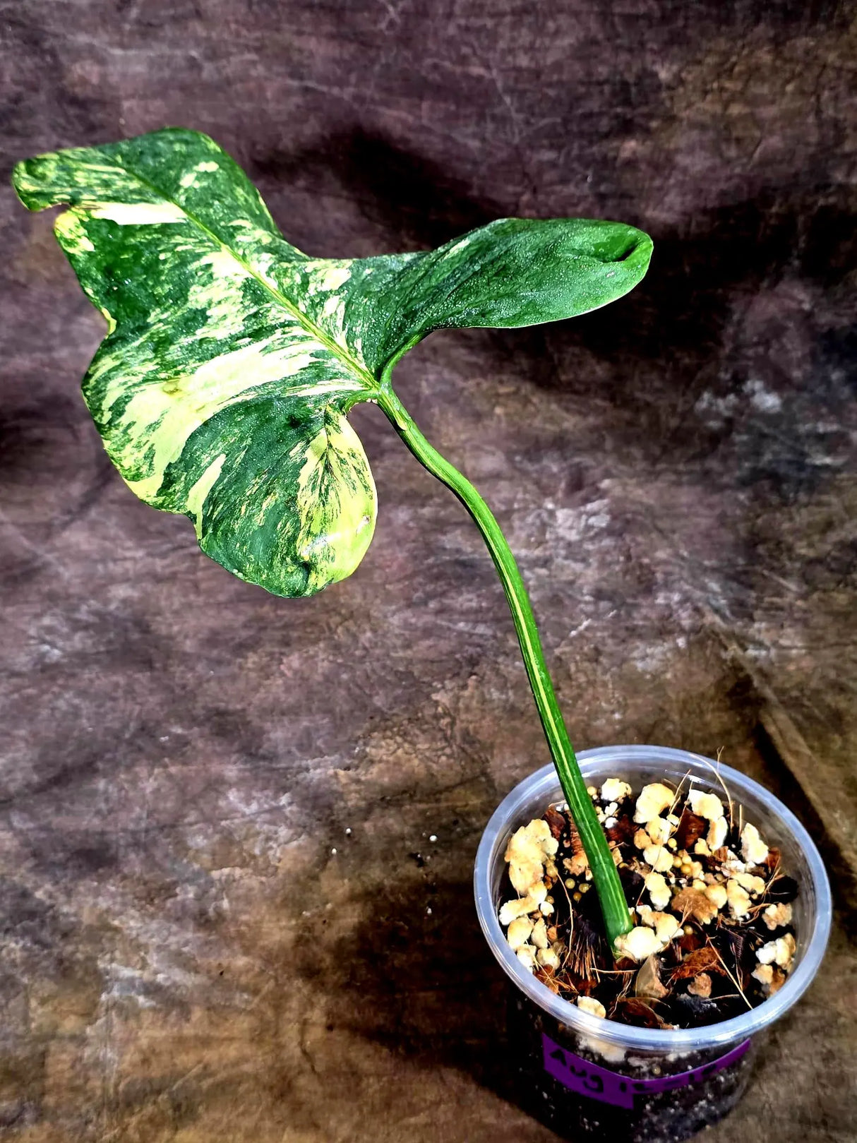 Variegated Philodendron Bipennifolium “Violin” (Aug-12-10)