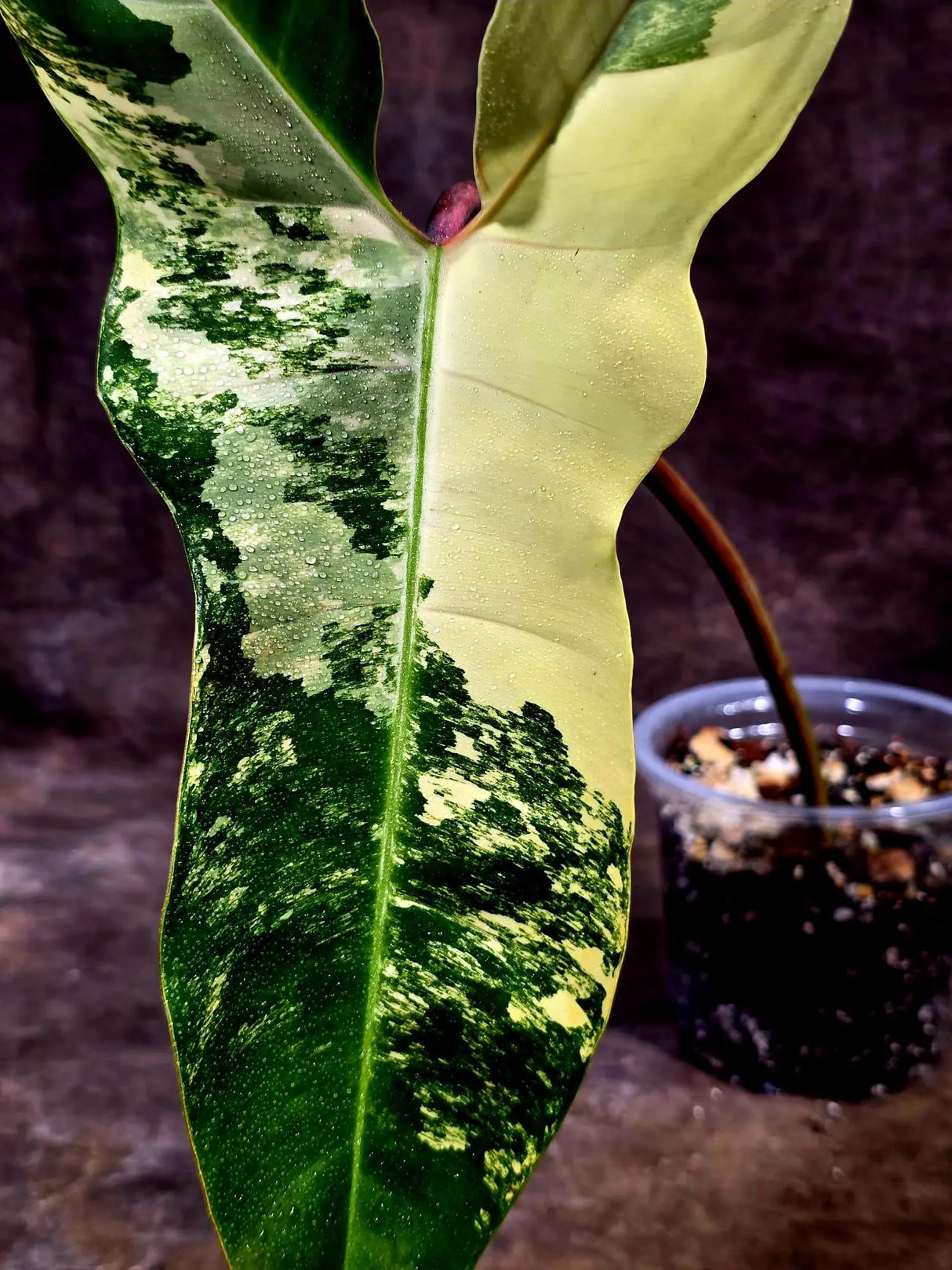 Variegated Philodendron Florida Beauty x Billietiae (Aug-12-11-ER)