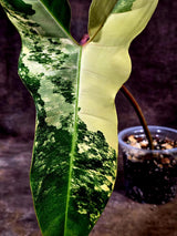 Variegated Philodendron Florida Beauty x Billietiae (Aug-12-11-ER)
