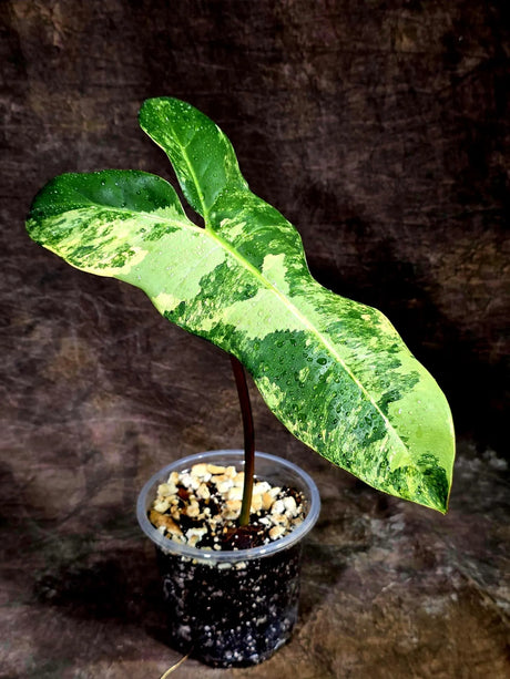 Variegated Philodendron Hybrid Florida Beauty x Billietiae (Aug-12-12-ER)