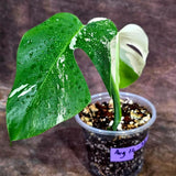 Variegated Monstera Albo - White Albo Borsigiana (Aug-12-38)