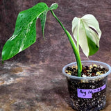Variegated Monstera Albo - White Albo Borsigiana (Aug-12-38)