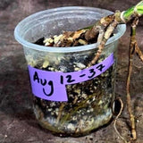 Monstera Aurea Variegated Plant - Rare Tropical Aroids(Aug-12-37)