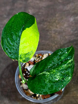 Scindapsus Jade Satin Variegated - Yellow Variegation (Aug-14-11)