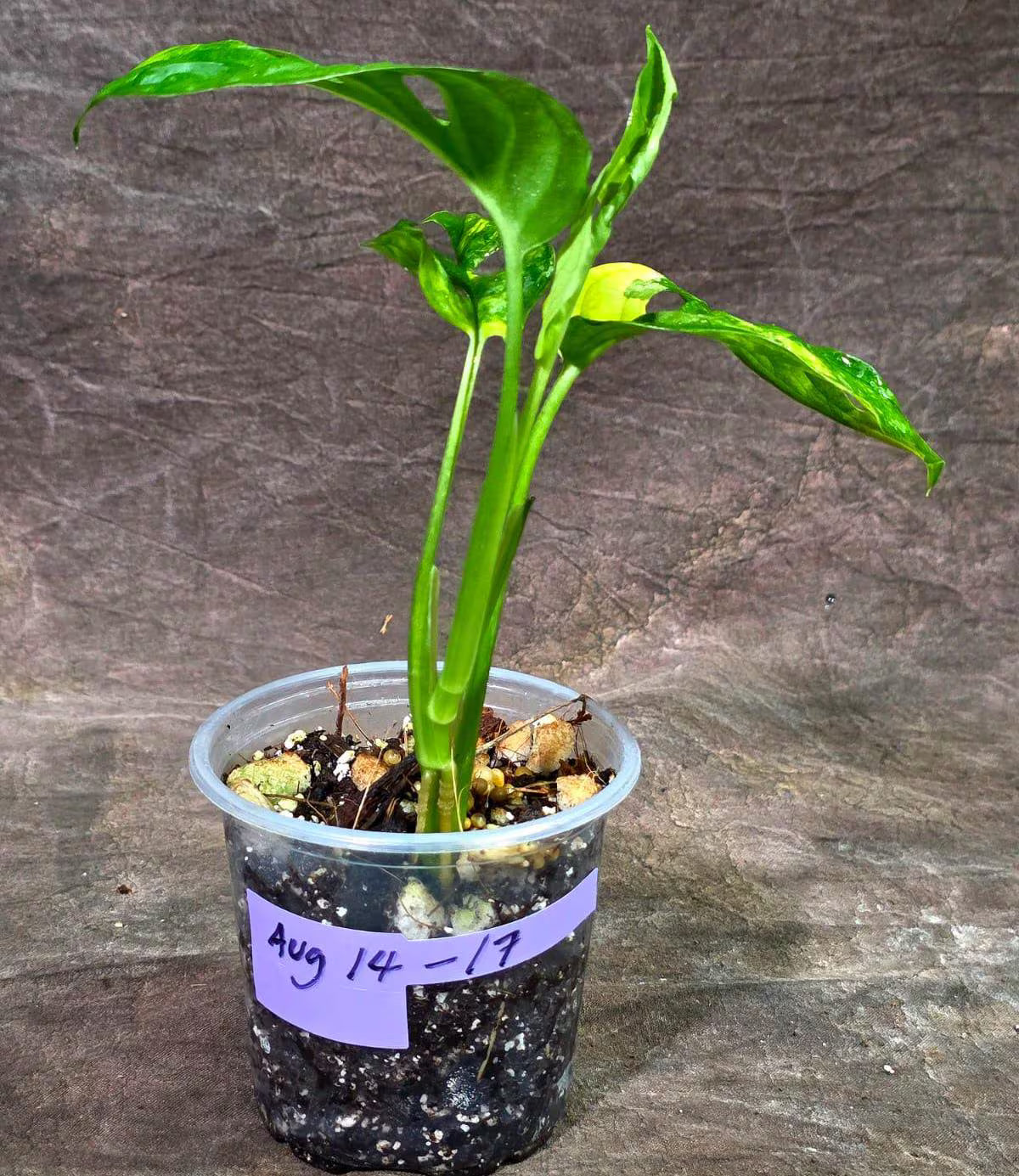 Monstera  Adansonii Aurea Variegated - Swiss Cheese (Aug-14-17)
