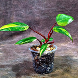 Variegated Philodendron Strawberry Shake Live Plant (Aug-14-12)