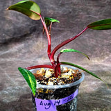 Variegated Philodendron Strawberry Shake Live Plant (Aug-14-12)
