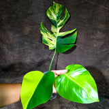 Monstera Borsigiana Aurea Variegated (Aug-14-6)