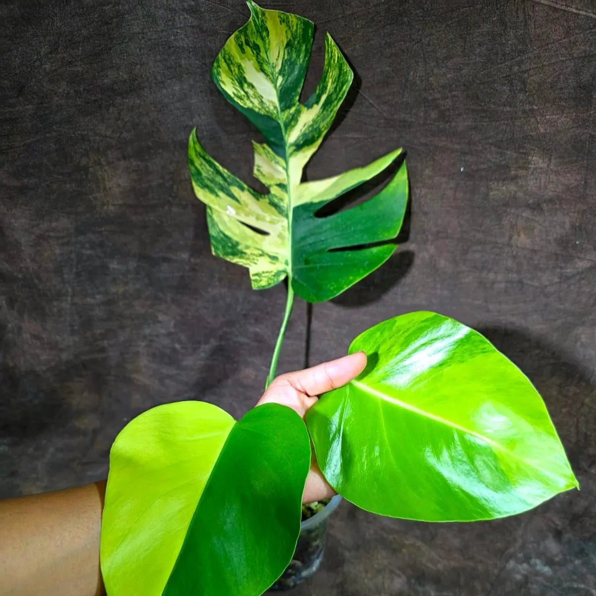 Monstera Borsigiana Aurea Variegated (Aug-14-6)