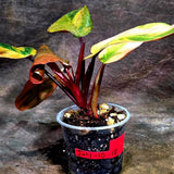 Variegated Black Cardinal Philodendron – Rare Collector Plant July-10-18)
