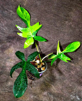 Variegated Philodendron Florida Beauty Live Plant (Aug-14-24)