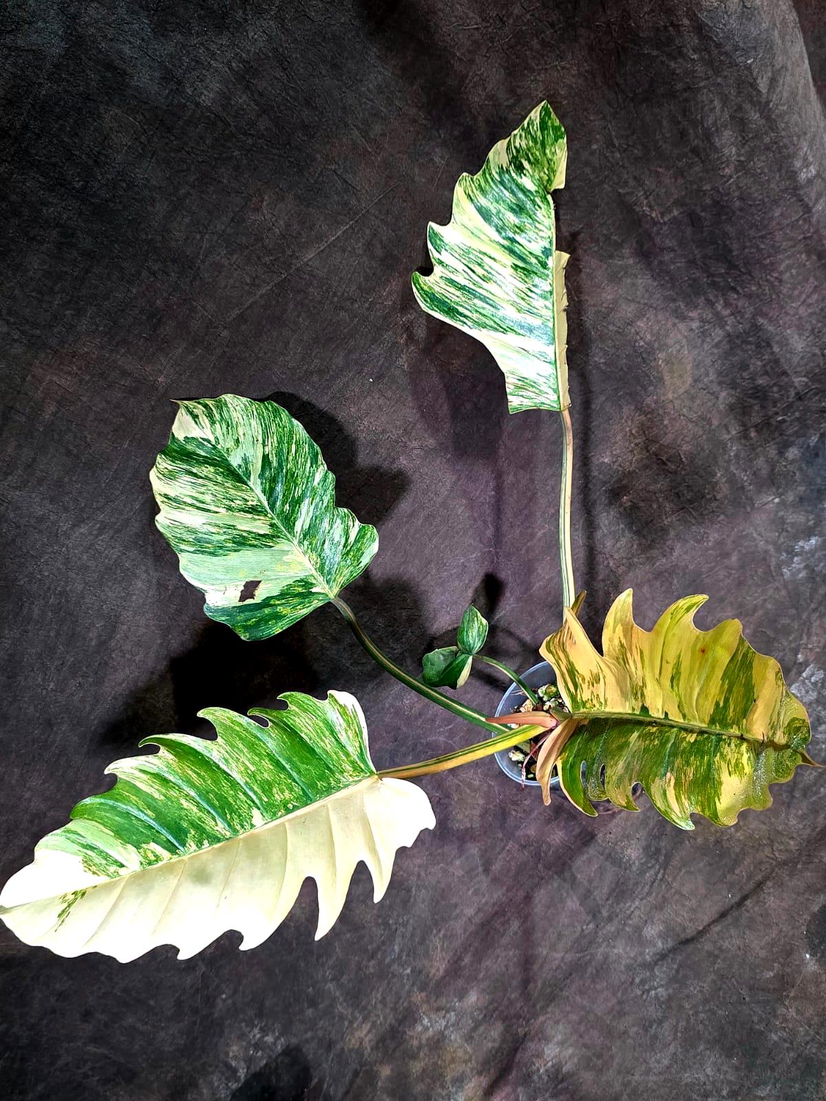Super Rare Variegated Philodendron Caramel Marble (Aug-14-25-ER)
