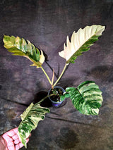 Super Rare Variegated Philodendron Caramel Marble (Aug-14-25-ER)