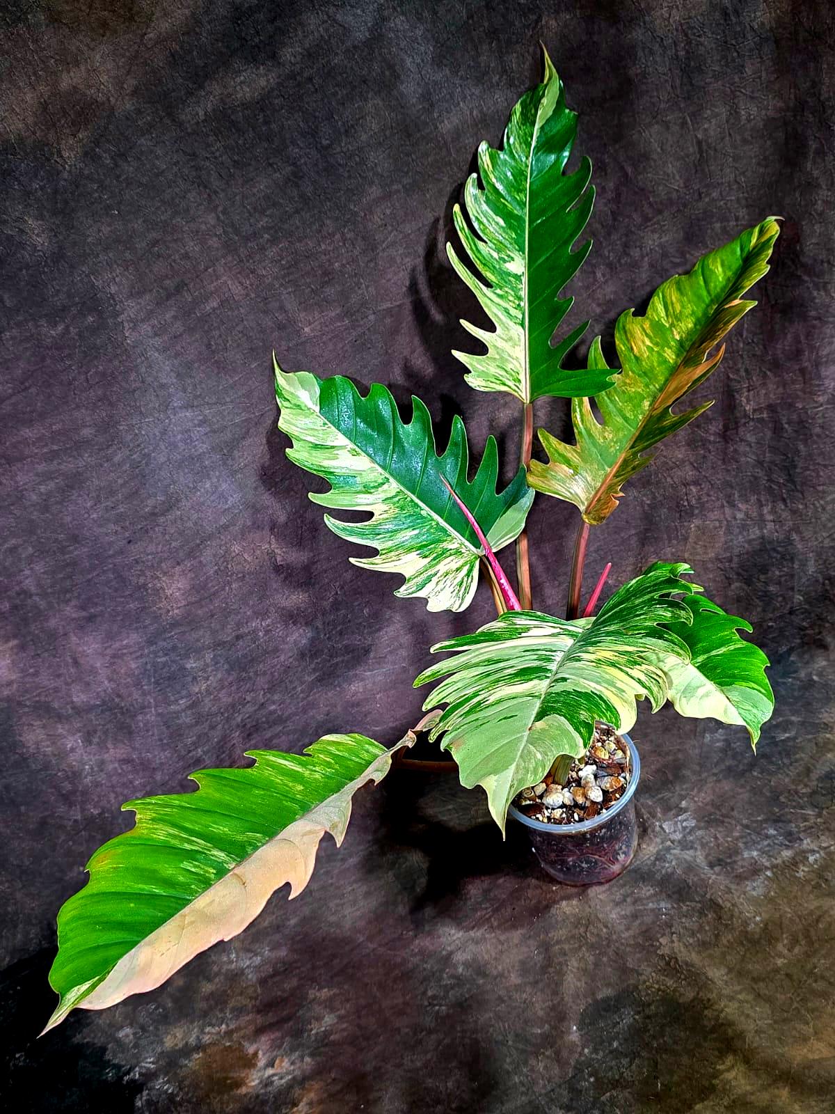 Super Rare Variegated Philodendron Caramel Marble (Aug-14-26-ER)