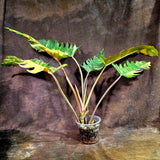 Super Rare Variegated Philodendron Caramel Marble (Aug-14-27-ER)
