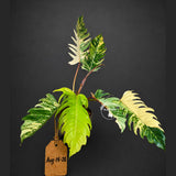 Super Rare Variegated Philodendron Caramel Marble (Aug-14-28-ER)