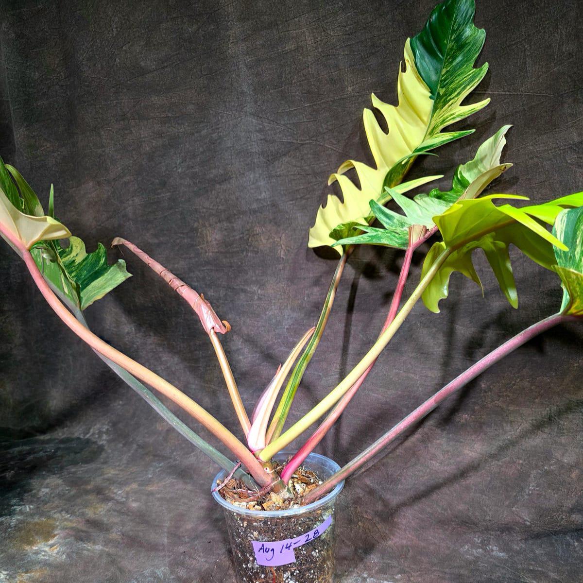 Super Rare Variegated Philodendron Caramel Marble (Aug-14-28-ER)