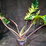 Super Rare Variegated Philodendron Caramel Marble (Aug-14-28-ER)